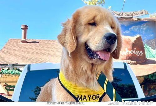 金毛市长娱乐吃瓜酱,揭秘娱乐圈幕后故事