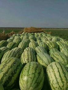 娱乐圈吃瓜买西瓜,娱乐圈瓜田乐享西瓜时光